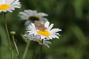Common Ringlet on Daisy June 10, 2015 Photo by Michelle Sharp