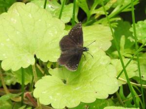 Common Sootywing July 13, 2015 Photo by Bonnie Kinder