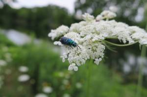 Cuckoo Wasp July 24, 2016 Photo by Michelle Sharp