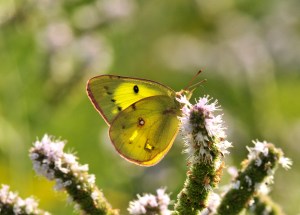 Orange Sulphur on Mint August 30, 2015 Photo by Minnie Ying