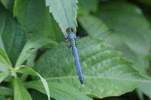 Eastern Pondhawk Male Dragonfly June 24, 2015 Photo by Michelle Sharp