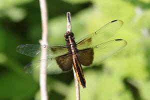 Widow Skimmer Dragonfly June 24, 2015 Photo by Michelle Sharp