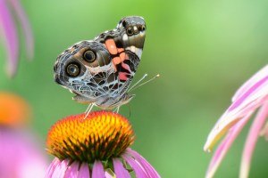American Lady July 27, 2015 Photo by Joanne Redwood