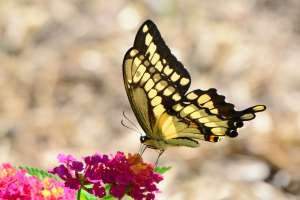 Giant Swallowtail on Lantana August 7, 2015 Photo by Joanne Redwood