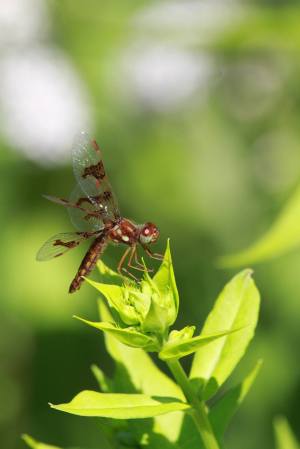 Eastern Amberwing Female July 30, 2015 Photo by Michelle Sharp