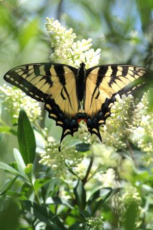 Tiger Swallowtail on Privet June 13, 2015 Photo by Michelle Sharp