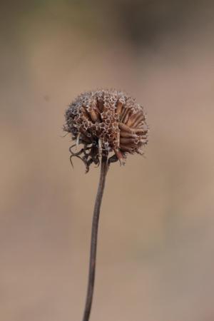 Bee Balm February 6, 2016 Photo By Michelle Sharp