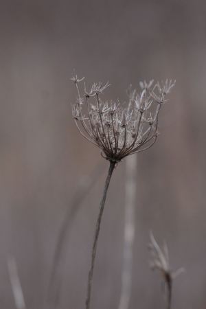 Queen Anne's Lace February 6, 2016 Photo By Michelle Sharp