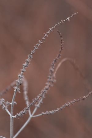 Goldenrod February 6, 2016 Photo By Michelle Sharp