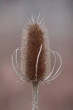 Teazle February 6, 2016 Photo By Michelle Sharp