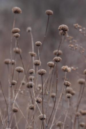 Bee Balm February 6, 2016 Photo By Michelle Sharp