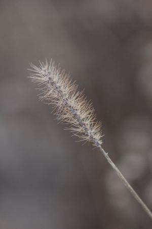 February 6, 2016 Photo By Michelle Sharp