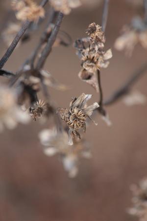 Cup Plant February 6, 2016 Photo By Michelle Sharp