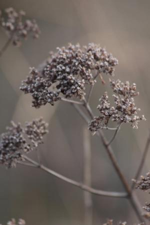 Oregano February 6, 2016 Photo by Michelle Sharp