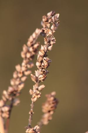Obedient Plant February 6, 2016 Photo By Michelle Sharp
