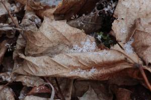 February 6, 2016 Photo by Michelle Sharp