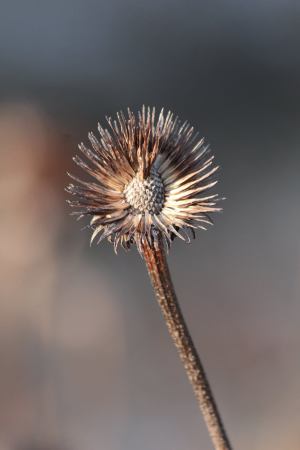 Cone Flower February 6, 2016 Photo by Michelle Sharp