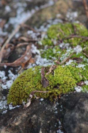 February 6, 2016 Photo by Michelle Sharp