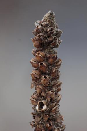 February 6, 2016 Photo by Michelle Sharp