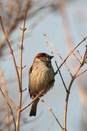 February 6, 2016 Photo by Michelle Sharp