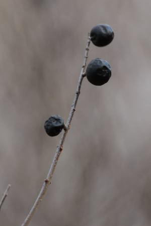 Privet February 6, 2016 Photo By Michelle Sharp