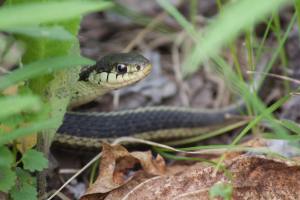 Garter Snake May 17, 2015 Photo by Michelle Sharp