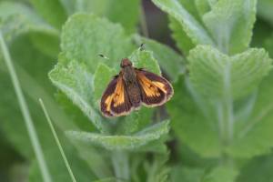 Hobomok Skipper on Fuzzy Mint June 11, 2015 Photo by Michelle Sharp