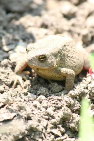 American Toad July 11, 2015 Photo by Michelle Sharp