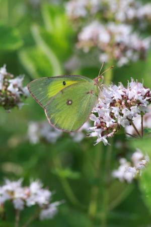 Sulphur on Oregano July 13, 2015 Photo by Michelle Sharp
