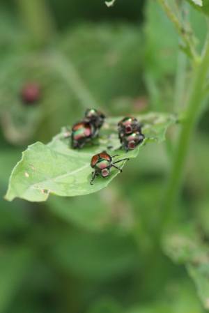 Japanese Beetles July 12, 2015 Photo by Michelle Sharp