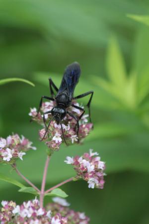 Giant Black Wasp July 15, 2016 Photo by Michelle Sharp
