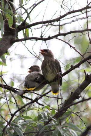 Young Cedar Waxwings July 18, 2015 Photo by Michelle Sharp