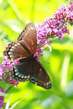 Red Spotted Purple on Buddleia July 18, 2015 Photo by Michelle Sharp