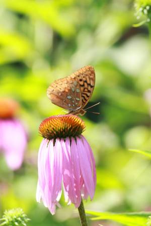 Great Spangled Fritillary on Purple Coneflower July 18, 2015 Photo by Michelle Sharp