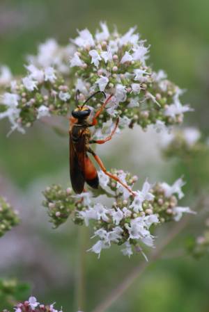 Great Golden Digger Wasp on Oregano July 19, 2015 Photo by Michelle Sharp
