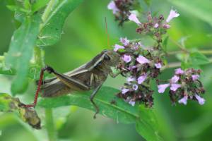 Grasshopper on Oregano July 19, 2015 Photo by Michelle Sharp