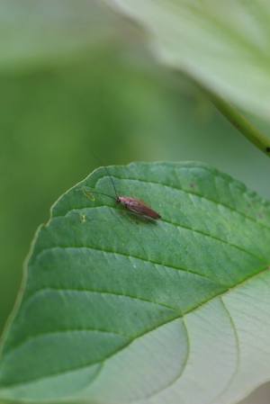 Garden Cockroach July 19, 2015 Photo by Michelle Sharp