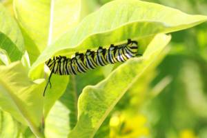 Monarch Caterpillar Munching on Milkweed July 21, 2015 Photo by Michelle Sharp