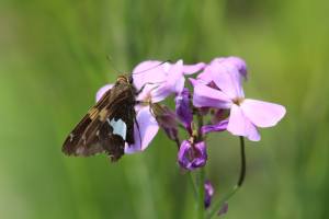Silver-Spotted Skipper on Dame’s Rocket July 4, 2015 Photo by Michelle Sharp