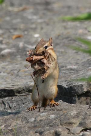 Chipmunk collecting nesting material July 5, 2015 Photo by Michelle Sharp
