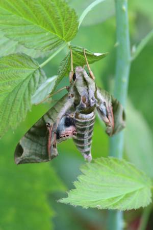 Pandorus Sphinx Moth July 5, 2015 Photo by Michelle Sharp