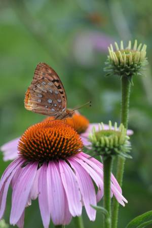 Great Spangled Fritillary July 10, 2016 Photo by Michelle Sharp