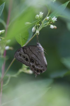 Northern Pearly Eye July 10, 2016 Photo by Michelle Sharp