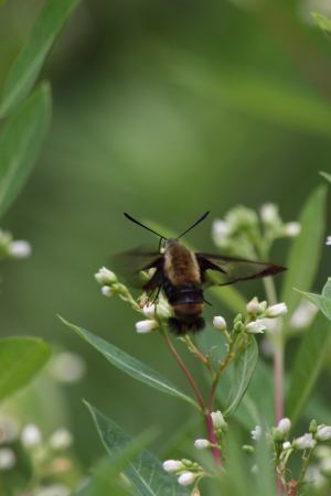 Snowberry Clearwing July 10, 2016 Photo by Michelle Sharp