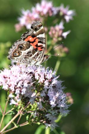 American Lady July 14, 2016 Photo by Michelle Sharp