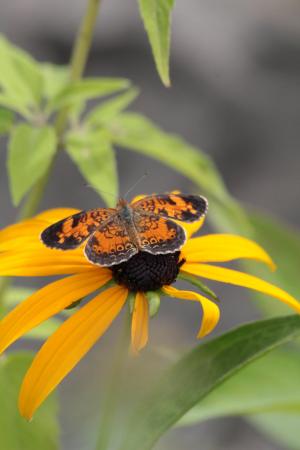 Pearl Crescent July 16, 2016 Photo by Michelle Sharp