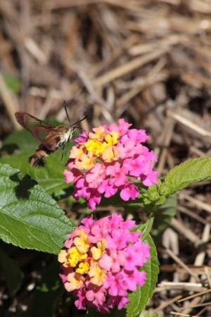 Snowberry Clearwing July 17, 2016 Photo by Michelle Sharp