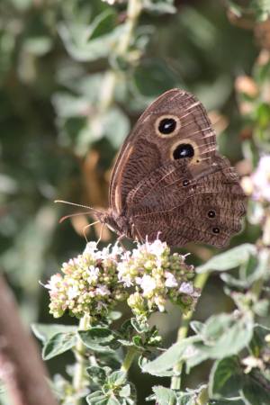 Common Wood Nymph July 19, 2016 Photo by Michelle Sharp