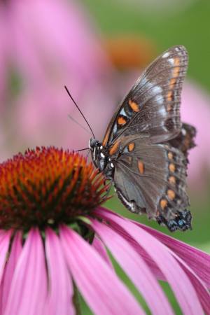 Red Spotted Purple July 21, 2016 Photo by Michelle Sharp