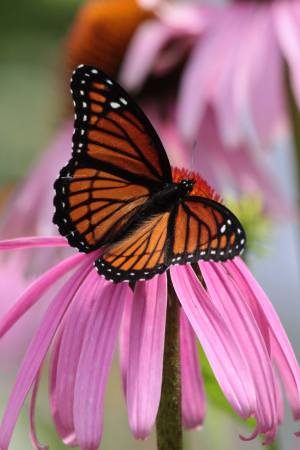 Viceroy July 24, 2016 Photo by Michelle Sharp
